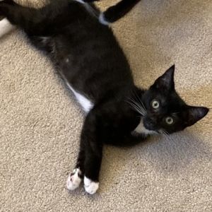 Jeter, Baby Male Domestic Short Hair