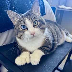 Miss Molly, Adult Female Tabby