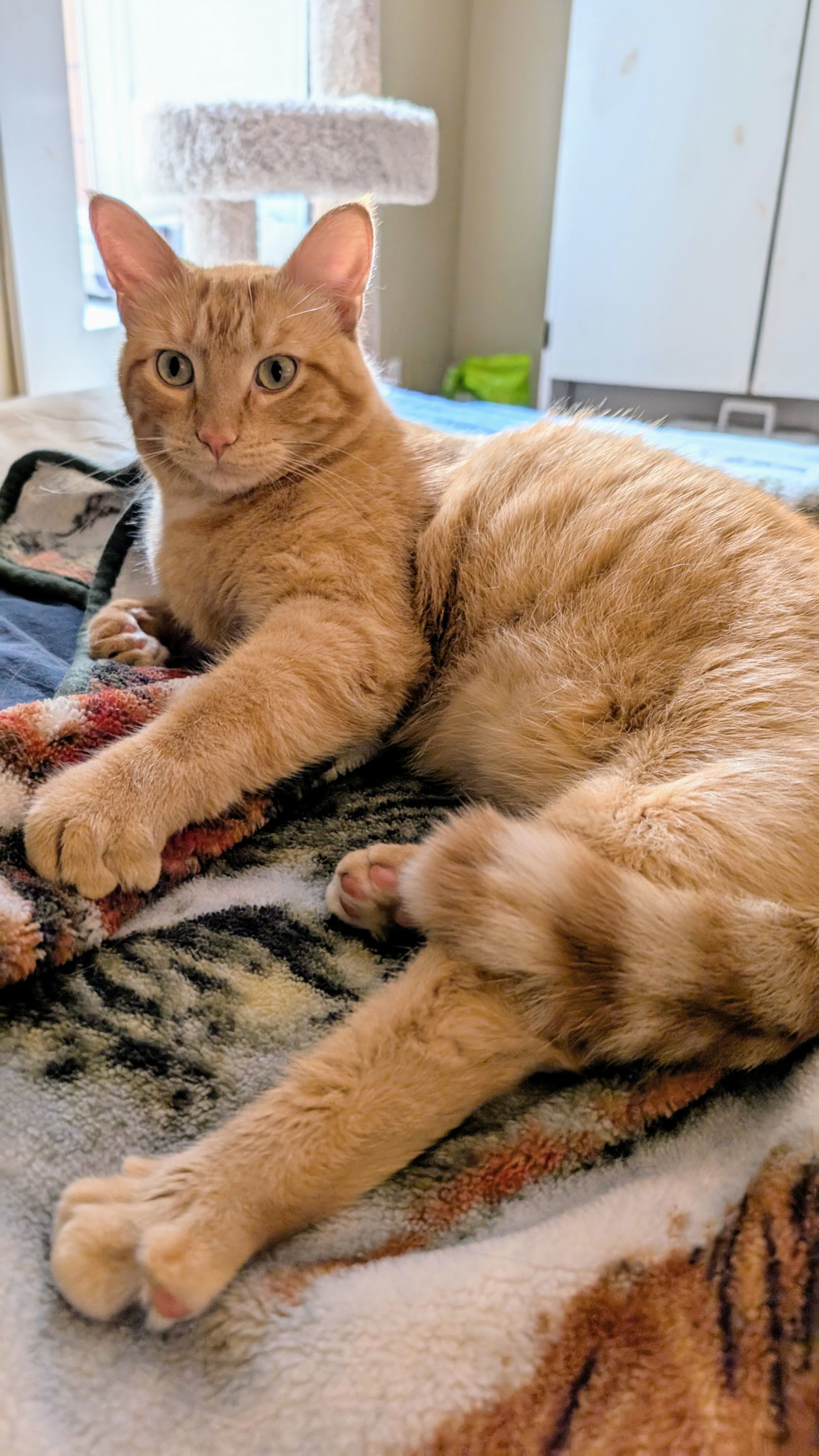Circus Peanut