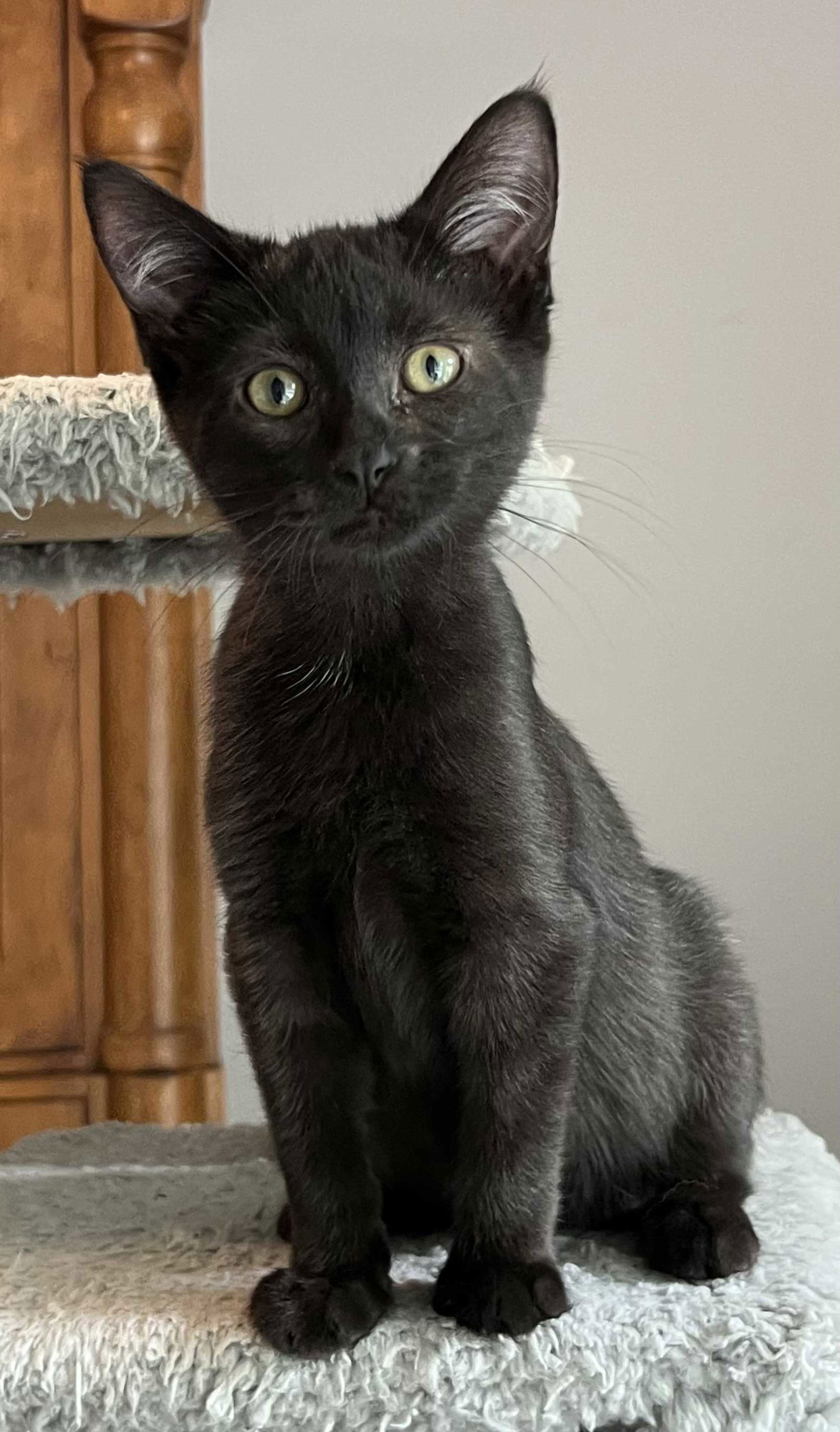 KITTEN POE