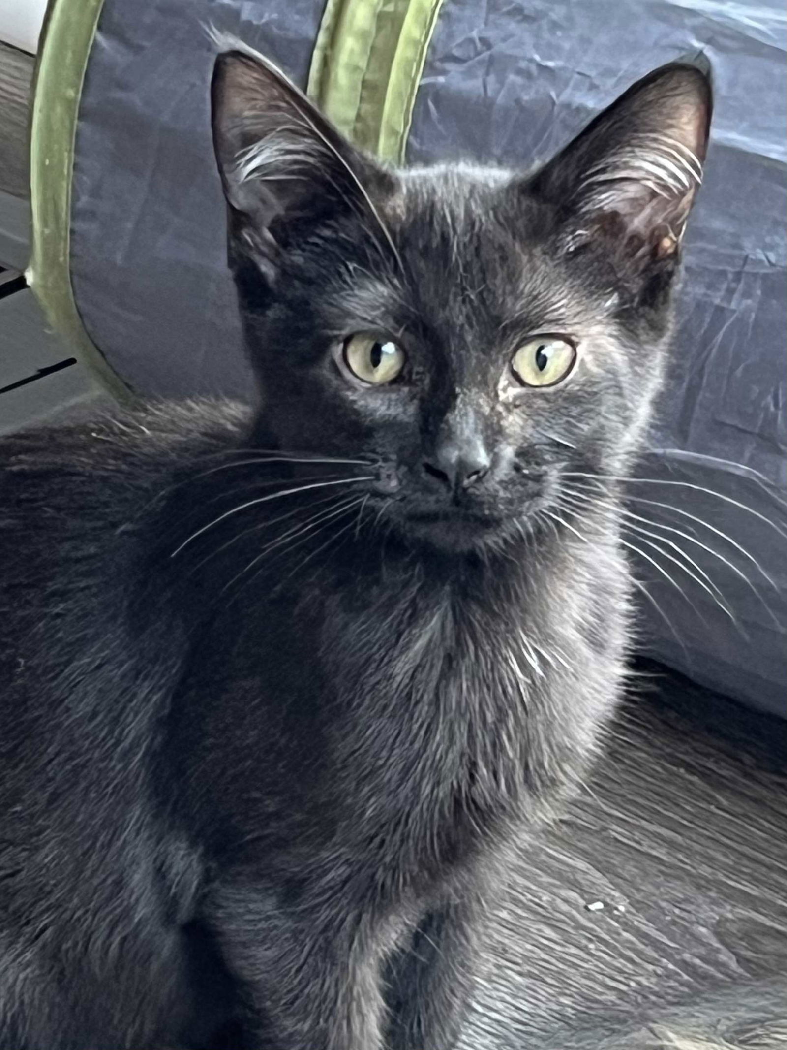 KITTEN POE