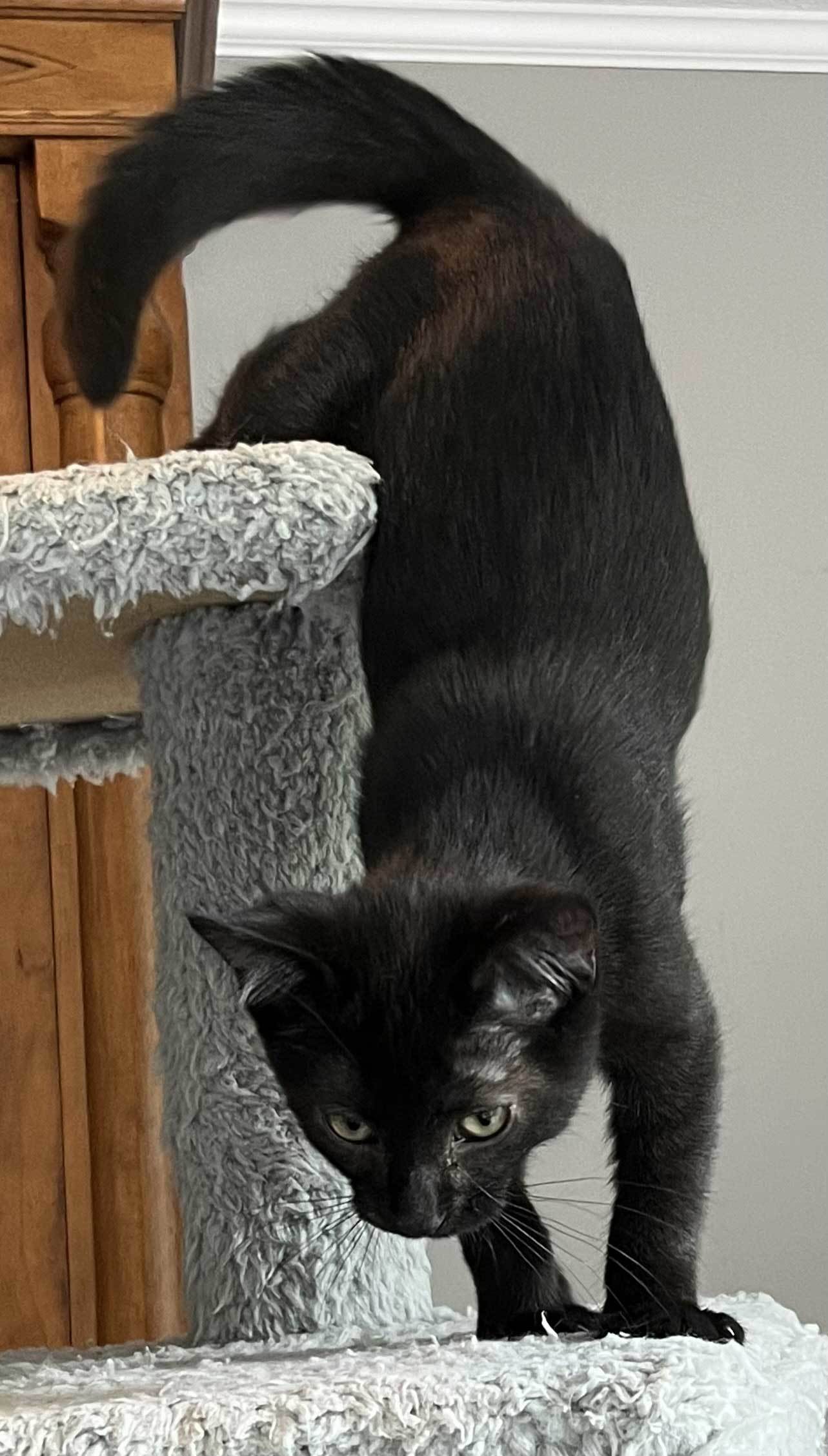 KITTEN POE