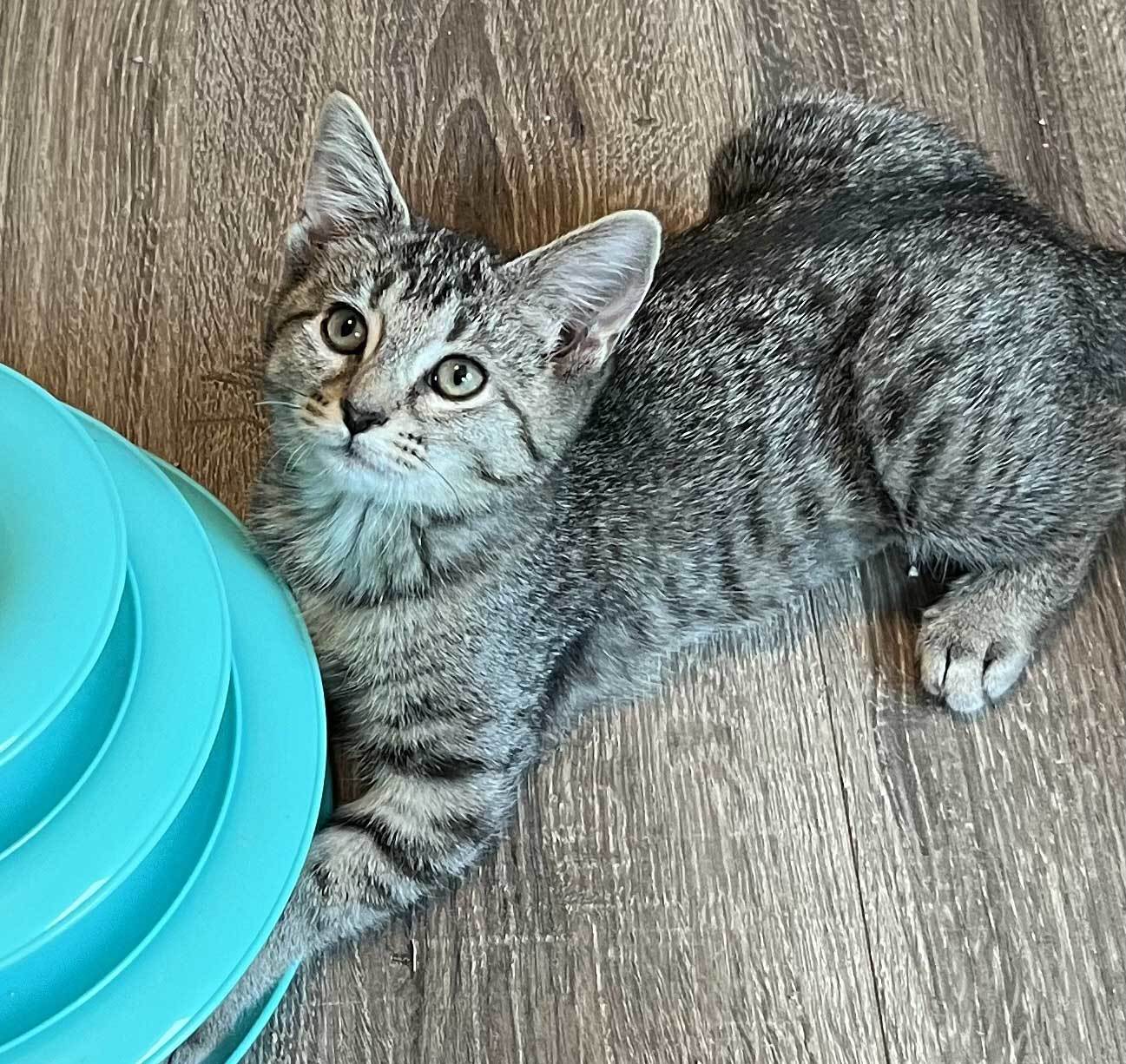 KITTEN REY