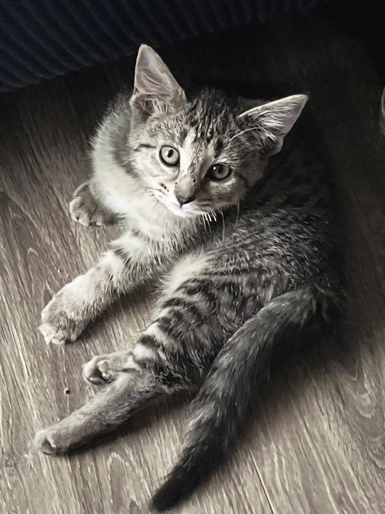 KITTEN REY