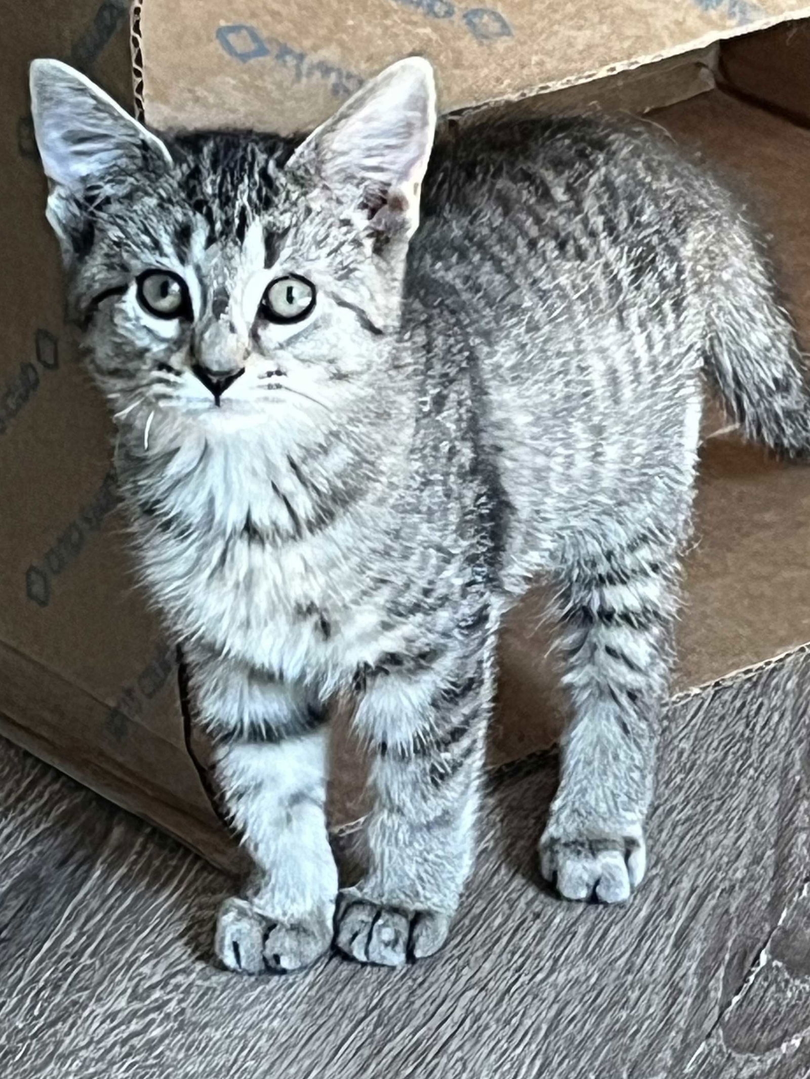 KITTEN REY
