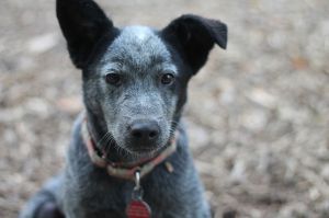 Cattle Dog mix puppy femaleMeet Indigo a five month old female Queensland Heeler from Kings County