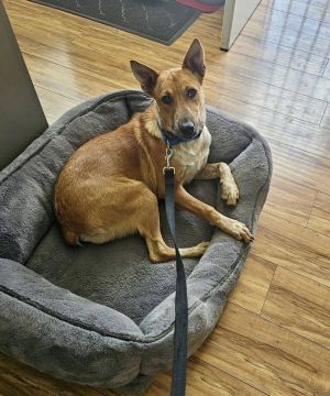Cattle dog mix female 1 year oldWelcome Honey We had a long-time repeat foster in the Southern Ca