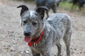 Cattle Dog mix puppy maleMeet Steel a five month old male Queensland Heeler from Kings County He 
