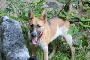 Cattle dog mix male puppyWelcome Zach Zach is the brother of Xena and Wilman from Kings County Anim