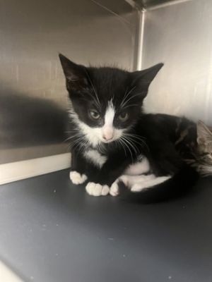 Pumba, Baby Male Domestic Short Hair