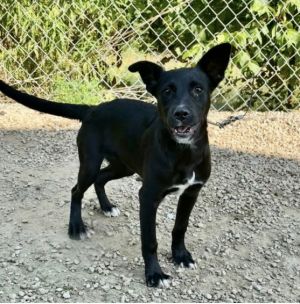 STELLA, Baby Female Labrador Retriever