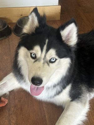 Bandit (Echo), Adult Male Siberian Husky