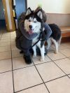 Bandit (Echo) photo 2