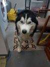 Bandit (Echo) photo 5