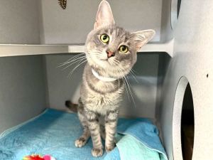 Sammi, Young Male Domestic Short Hair