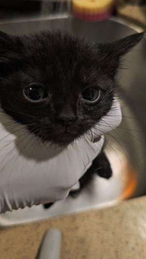 Checkers (game) Domestic Short Hair Cat