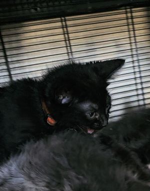 Meet Checkers my handsome black male cat with a sweet and vocal personality He loves attention and
