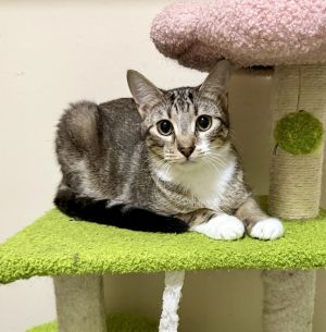 Hines, Baby Male Domestic Short Hair