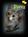PERCY photo 2