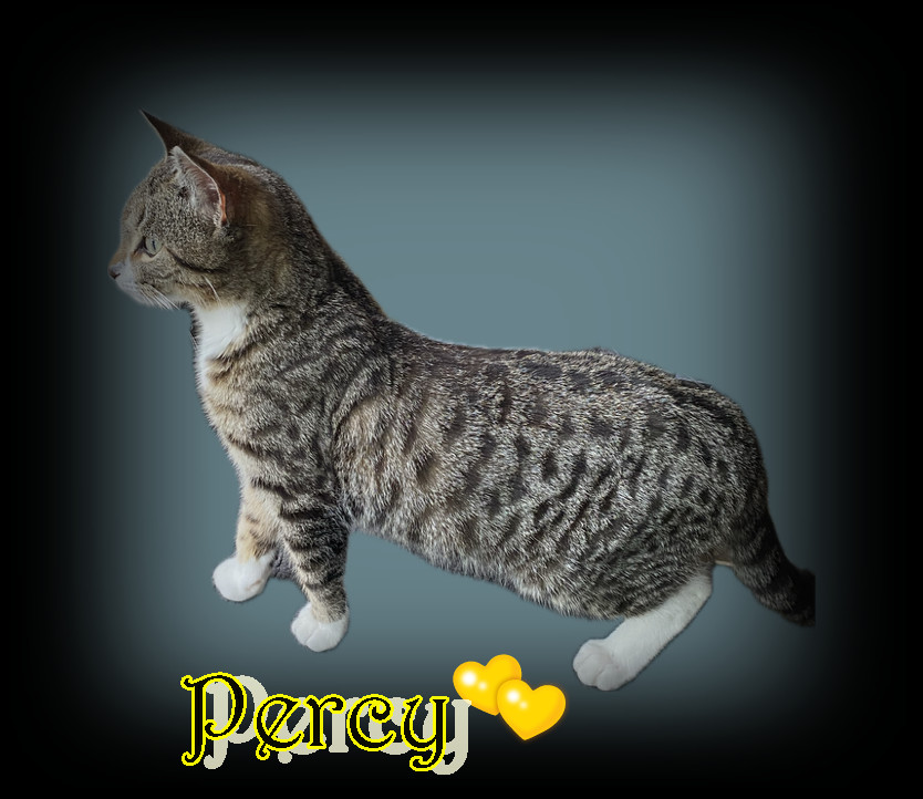 PERCY