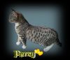 PERCY photo 3