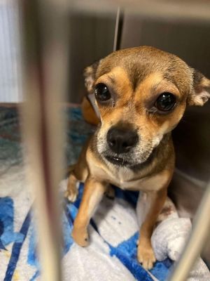 Dahlia (GA) Chihuahua Dog