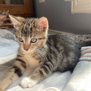 Tigger