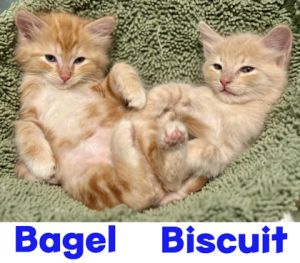 Biscuit, Young Male Domestic Short Hair