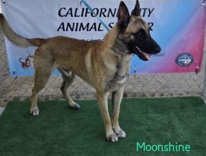 Moonshine, Adult Male Belgian Shepherd / Malinois