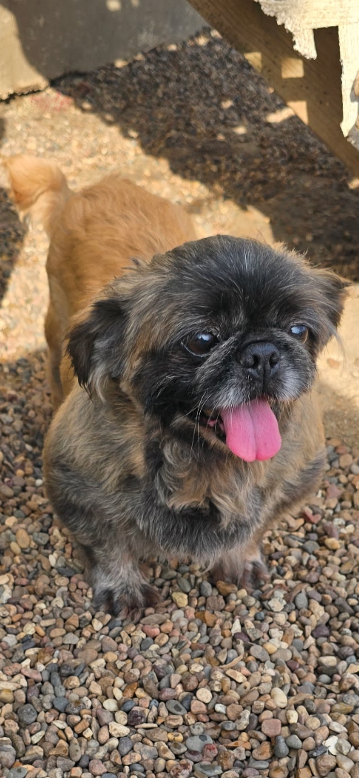 Pru, an adoptable Pekingese in Poplar Bluff, MO, 63901 | Photo Image 1