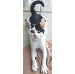 Buttons, Baby Female Domestic Short Hair