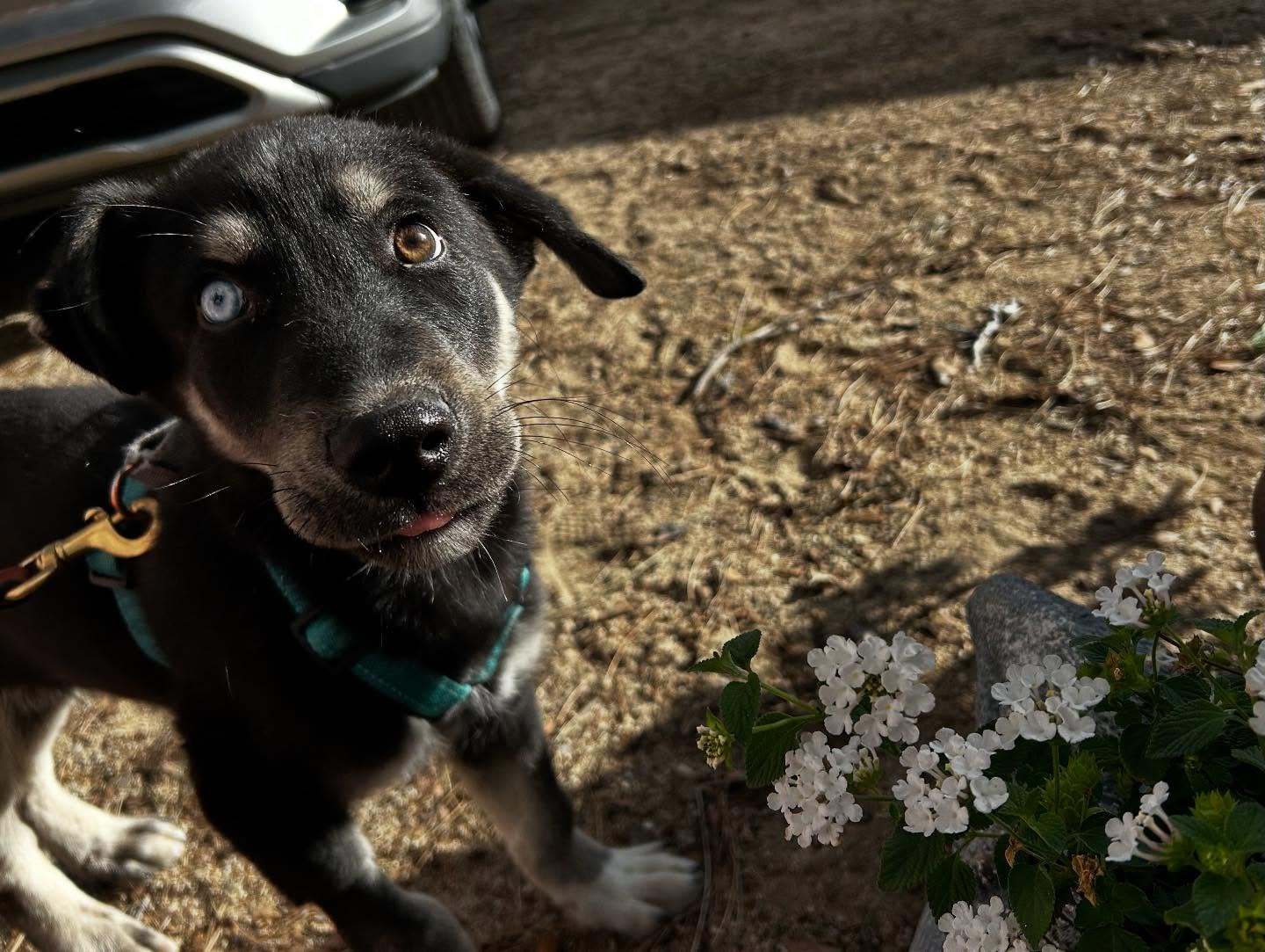 Harlo, an adoptable Siberian Husky in Bend, OR, 97701 | Photo Image 1