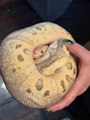 North Face, Adult Female unknown