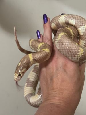 Dahlia, Adult Female unknown