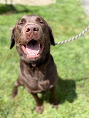 Wally Labrador Retriever Dog