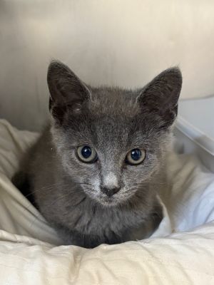 Bobby, Baby Male Domestic Short Hair