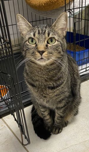 Michea, Adult Male Domestic Short Hair