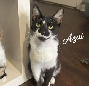 OKAY WITH CATS AND DOGS DOB 5124 Named after the smooth tequila Azul is a sleek tuxedo beauty and