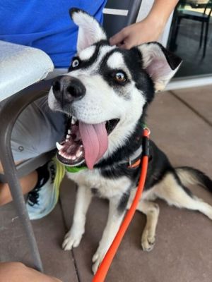 Mikhail*, Baby Male Husky