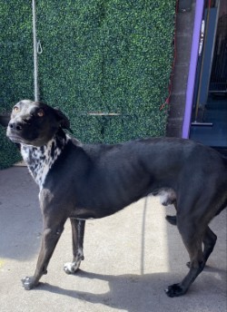 58786509, Baby Male Shepherd