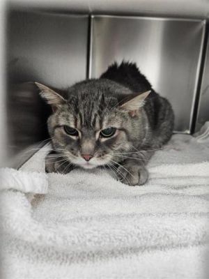 Marlow, Senior Male Domestic Short Hair