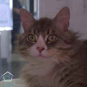 Thank you for choosing adoption and making a rescued kitty part of your family Our team is looking 