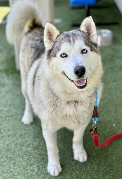 Okami