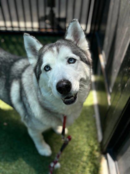 Okami