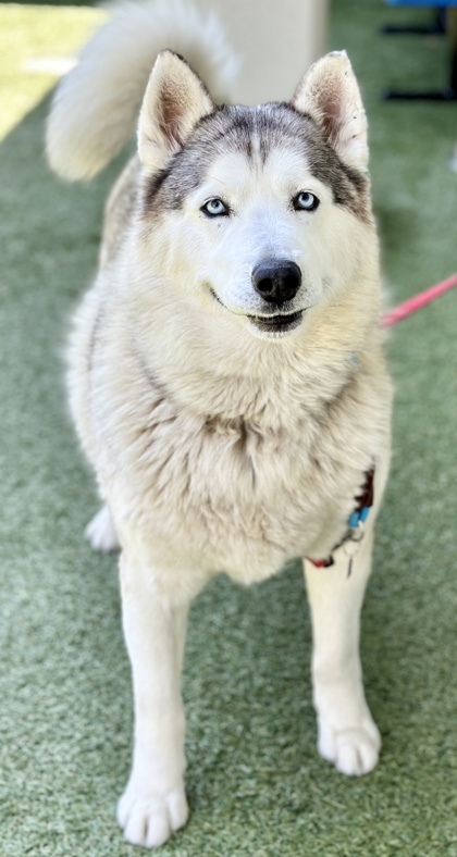 Okami