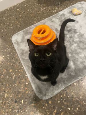 Mister Toots, Young Male unknown