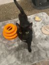Mister Toots photo 2