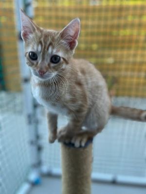 Louie Domestic Short Hair Cat
