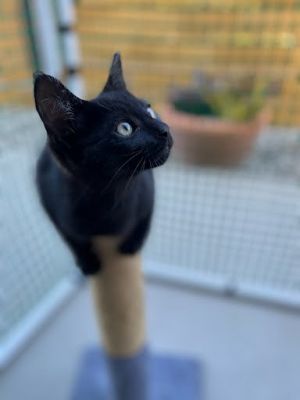 Henry Domestic Short Hair Cat