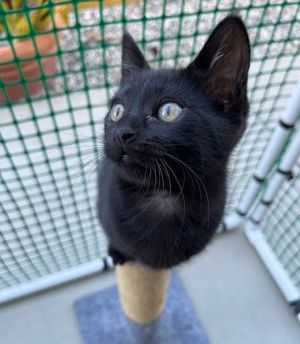 Blanche Domestic Short Hair Cat